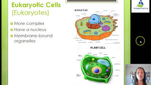 Check the magnify box and move the cursor over the cells. Biology