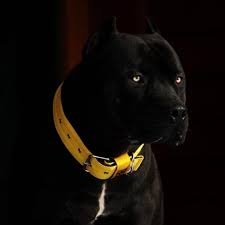 Prague The Most Amazing Looking Black Dog Representing Our Yellow Collar To Match His Eyes Have You Ever Seen Anything S Dogs Pitbull Dog Black Dog