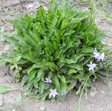Rapunzel Rampion Campanula Rapunculus Potted Plant Organic In 2020 Organic Plants Plants Planting Flowers