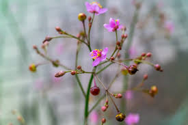 Image result for Talinum fruticosum