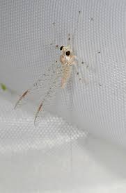 Image result for Macrotyloma stenophyllum