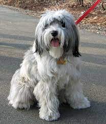 pin by lindsey duncan on dogs tibetan terrier dog bearding terrier dogs