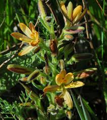 Image result for Wachendorfia