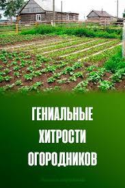 какой способ размножения используют при выращивании картофеля и лука Sad Ogorod Dacha V 2020 G Ovoshnoj Ogorod Ogorod Ulichnye Rasteniya