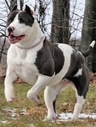 Maybe you would like to learn more about one of these? Blue And White Pitbulls Dog Pictures Blog Bully Breeds Dogs Pitbull Dog Dogs