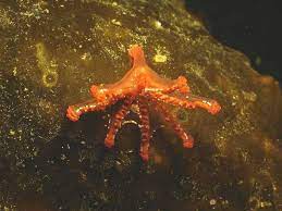 Het dier komt uit het geslacht lucernariopsis en behoort tot de familie kishinouyeidae. Marlin The Marine Life Information Network A Stalked Jellyfish Calvadosia Campanulata