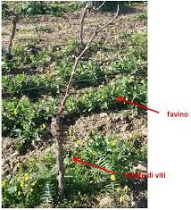 00521470542 cciaa pg 193228 ateco 01.23.00 pec: Lavorazioni Agrarie Rotazione Consociazione Sovescio E Pacciamatura Come Fare L Orto Planethortus Com