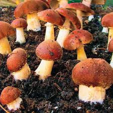 Kulturtrauschling Braunkappe Von Gartner Potschke Pilze Im Garten Pilze Selber Zuchten Pilze Zuchten