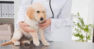 Bigger holes can cause symptoms besides a heart murmur; Heart Murmurs In Pets What You Need To Know