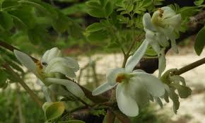 Image result for Moringa oleifera