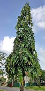 We did not find results for: Ashoka Tree Lawns And Landscapes