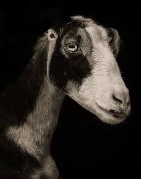 Black And White Goat Wallpaper Bleating Hearts Will Love These Soulful Portraits Of Goats Pet Portraits Artist Goats