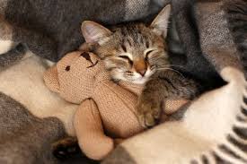 sovety po remontu kvartiry s kotom koshki kot domashnee zhivotnoe