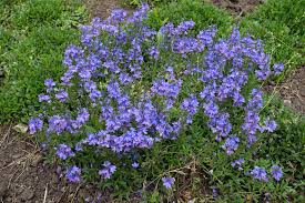 Veronica (Speedwell) Flowers: Planting, Growing, and Caring for Veronicas
