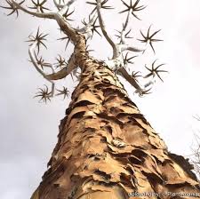 Image result for Aloidendron