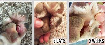 Benign (not cancer) dog skin growths, lumps and bumps. Tumor On Dogs Paw Pictures Blog Lif Co Id