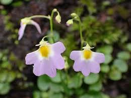 Image result for Utricularia striatula