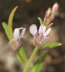 Image result for Cleome monophylla