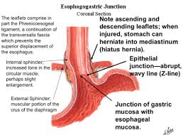 Abdominal Viscera Anatomy Flashcards Quizlet