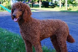 ~ dark brown standard poodles & rich red standard poodles ~. Red Standard Poodle Puppies For Sale