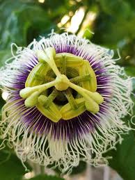 Image result for Passiflora edulis