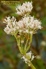 Image result for Mikania