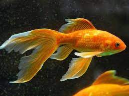 Ikan guppy adalah salah satu spesies ikan hias air tawar. Arti Mimpi Ikan Mas Koki Detiklife