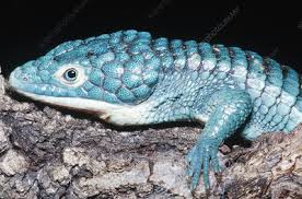This abronia graminea is one of the author's largest abronia and was raised in captivity. Arboreal Alligator Lizard Keyword Search Science Photo Library