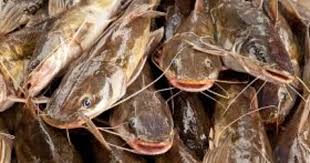 Epizootic Ulcerative Syndrome Red Spot Disease Disease Guide The Fish Site