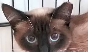 Many enjoy being with people and are sometimes. These San Jose Based Kitties Are Up For Adoption And In Need Of A Good