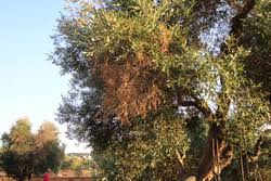 Image result for xylella fastidiosa oleander symptoms