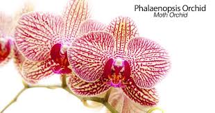 Leave the flower spike (or stem) intact, cut it back to a node, or remove it entirely. Phalaenopsis Orchid Care Tips For Growing The Moth Orchid