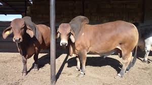 Many brahman cows and calves will be moved out of the new england region before winter really sets in. Beef Farming 1 Top Quality Brahman Bulls A Top Beef Breed For Hybrid Vigor Profitability Kroonvee Youtube
