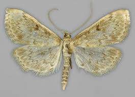 Image result for Anania perlucidalis