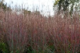 Image result for Schizachyrium jeffreysii