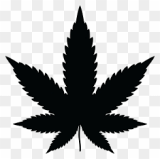 Weed Leaf Clip Art Transparent Png Clipart Images Free Download Clipartmax Clipart leaf pot pot leaf clipart leaf clipart pot nature background plant leaves maple leaf green symbol tree decoration fall element autumn spring veins environment fine icon flower abstract halo. weed leaf clip art transparent png