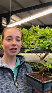 Chinaberry Bonsai Tree