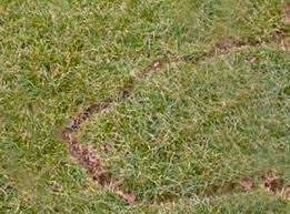 Vole runways result from the voles eating the grass blades, as well as from the constant traffic of numerous little feet over the same path. Tips For Repelling Moles Voles In Garden How Do I Get Rid Of Voles In My Yard I Must Garden