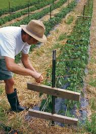 Soil temperature correlates closely with bell pepper's germination time. How To Grow Bell Peppers Finegardening