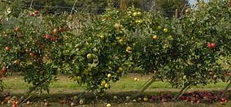 The wider spacing within the row is for infertile, shallow or sandy soils. Cordon Fruit Trees How To Get The Best Harvest From A Small Garden