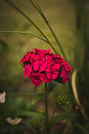 To explore more similar hd image on pngitem. 500 Flower Pictures Hd Download Free Images On Unsplash