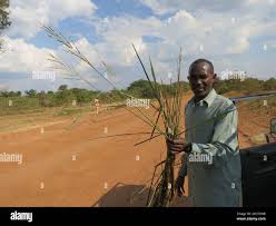 Image result for Oryza longistaminata
