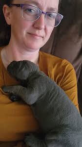 Erickson Great Dane Pups