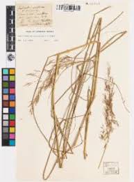 Image result for Capillipedium