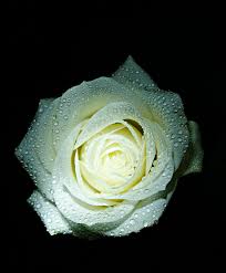 Here are some common options. Rose Grief White Roses Rose Flowers