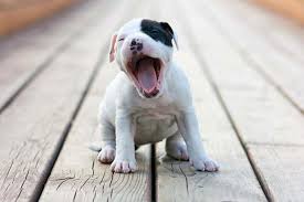 Acceptable colors include red, fawn, white, black, any shade of brindle, and blue, with or without white. American Staffordshire Terrier Dog Breed Information