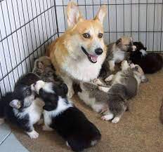 Welcome to southeast corgi rescue! Corgi Puppies For Sale Corgi Sale Twitter