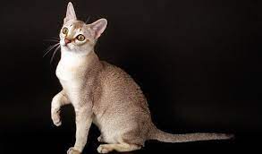 singapura cats google search kedi