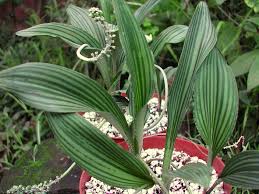 Image result for Drimiopsis