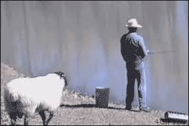 The Sheep Who Hates Everyone Funny Animals Cute Funny Animals Bones Funny